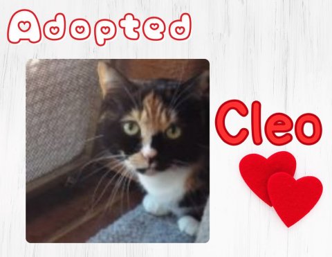 Cat, Pet, Symbol. Text: dopted Cleo