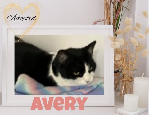 Greeting Card, Mail, Cat. Text: Adopted AVERY