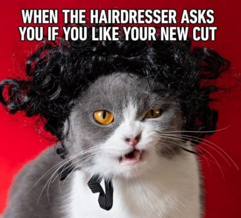 Advertisement, Cat, Poster. Text: WHEN THE HAIRDRESSER ASKS YOU IF YOU LIKE YOUR NEW CUT