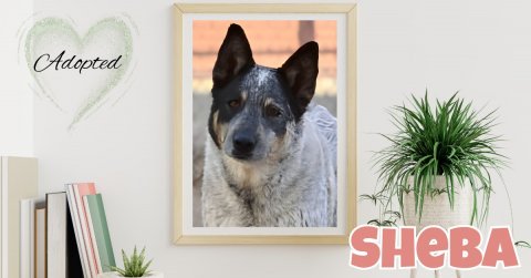 Plant, Potted Plant, Dog. Text: Adopted