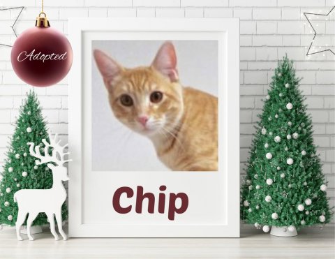 Cat, Christmas Decorations, Festival. Text: Adopted Chip