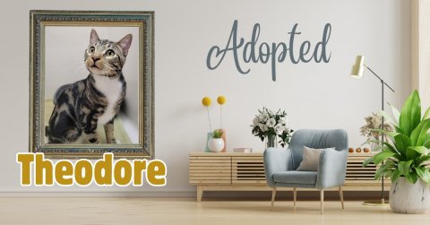 Potted Plant, Planter, Couch. Text: Adopted Theodore