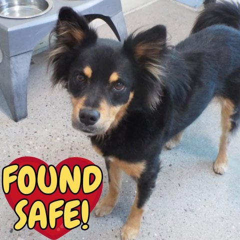 Canine, Dog, Chihuahua. Text: FOUND SAFE!