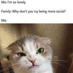 Cat, Kitten, Pet. Text: Me: I'm so lonely Family: Why don't you try being more social? Me: