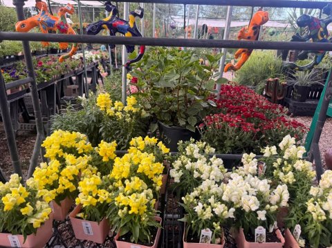 Garden, Outdoors, Potted Plant.