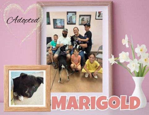 People, Person, Shoe. Text: Adopted MARIGOLD