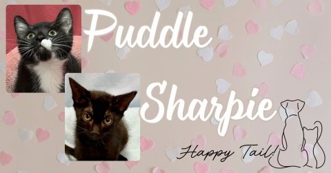 Greeting Card, Cat, Kitten. Text: Puddle Sharpie