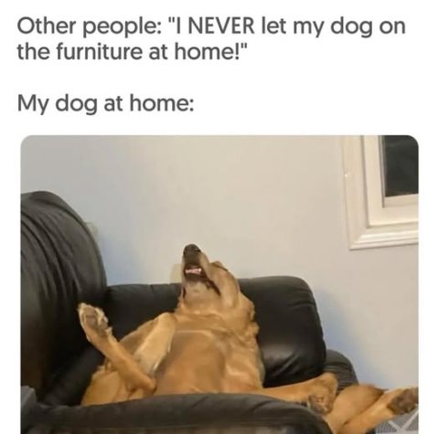 Interior Design, Head, Face. Text: Other people: "I NEVER let my dog on the furniture at home!" My dog at home: