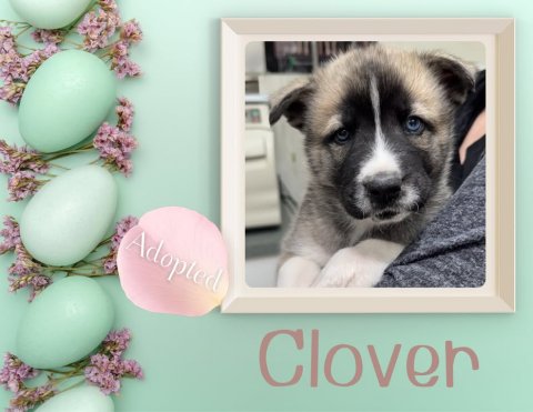 Husky, Greeting Card, Puppy. Text: Adopted Clover
