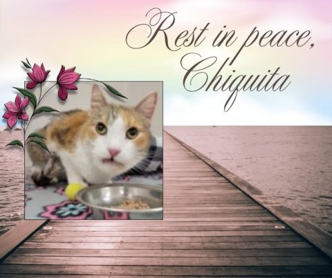 Waterfront, Greeting Card, Cat. Text: Rest in peace, Chiquita