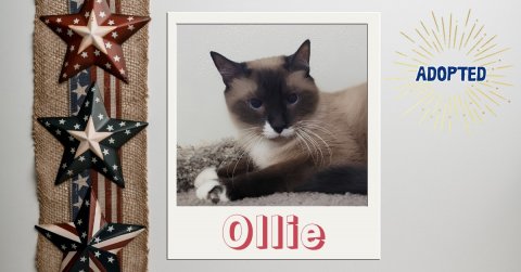 Animal, Cat, Pet. Text: ADOPTED Ollie