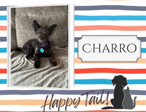 Canine, Dog, Pet. Text: CHARRO Happy Tail!