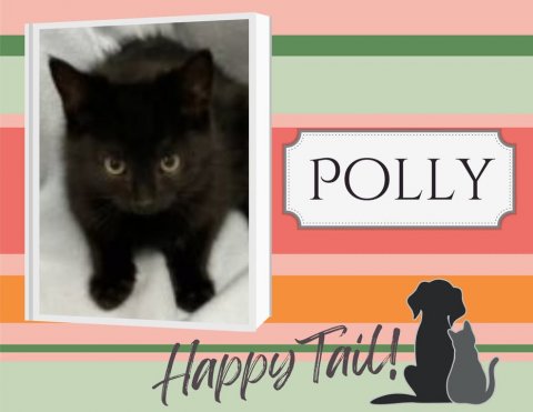 Cat, Mammal, Pet. Text: POLLY Happy Tail!