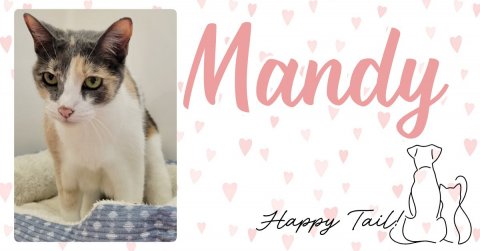 Cat, Greeting Card, Kitten.