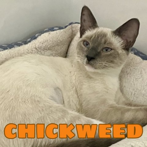 Cat, Pet, Siamese. Text: CHICKWEED