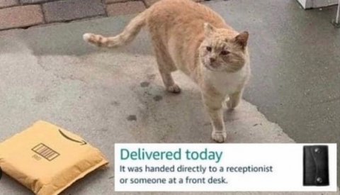 Cat, Box, Bag. Text: Delivered today It was handed directly to a receptionist or someone at a front desk.