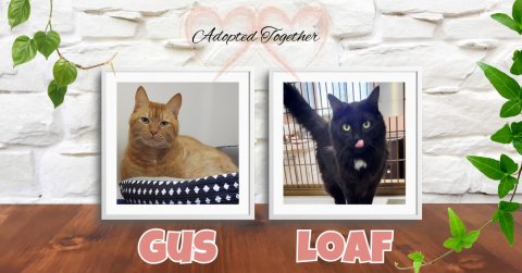 Cat, Mammal, Pet. Text: Adopted Together GUS LOAF