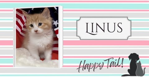Cat, Kitten, Dog. Text: LINUS Happy Tail!