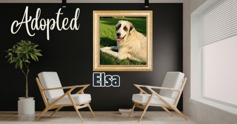 Canvas, Potted Plant, Interior Design. Text: Adopted Elsa