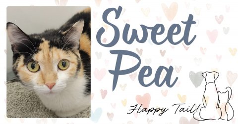 Cat, Pet, Kitten. Text: Sweet Pea