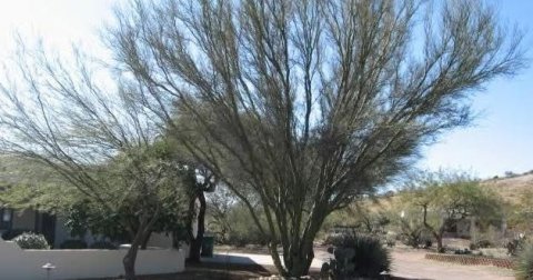 Vegetation, Tree, Grove.