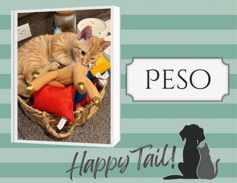 Cat, Basket, Dog. Text: PESO Happy Tail!