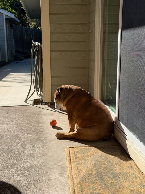 Dog, Basketball (Ball), Boxer.