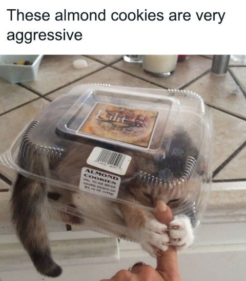Kitten, Baby, Person. Text: These almond cookies are very aggressive ALMOND COOKIES
