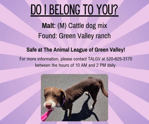 Purple, Advertisement, Poster. Text: DO I BELONG TO YOU? Malt: (M) Cattle dog mix Found: Green Valley ranch Safe at The Animal League of Green Valley! For more information, please contact TALGV at 520-625-3170 between the hours of 10 AM and 2 PM daily.