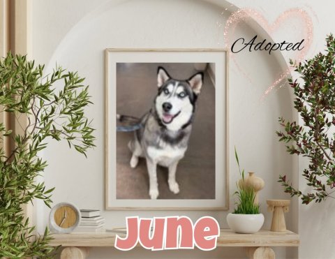 Canine, Dog, Husky. Text: Adopted June