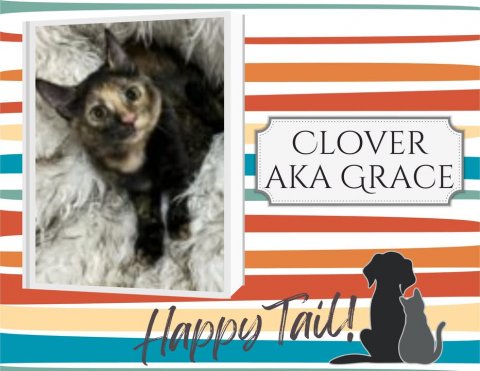 Animal, Cat, Mammal. Text: CLOVER AKA GRACE Happy Tail!