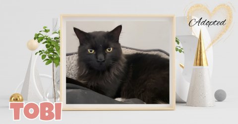 Hat, Cat, Pet. Text: Adopted TOBI