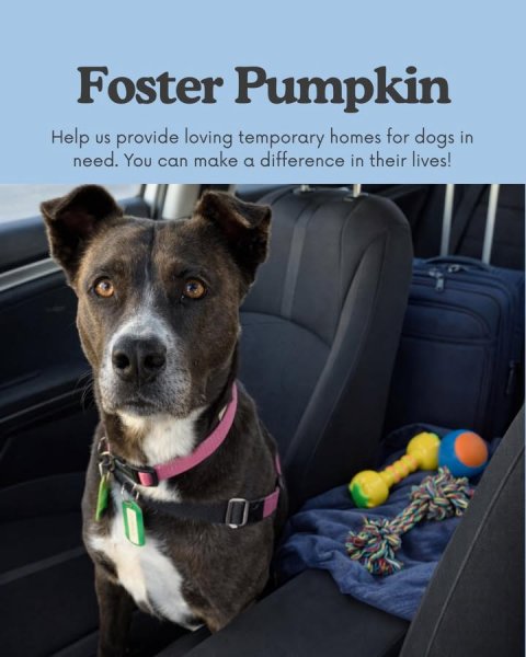 Cushion, Home Decor, Dog. Text: Foster Pumpkin Help US provide loving temporary homes for dogs in need. You can make a difference in their lives!