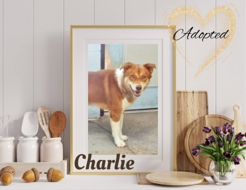 Cutlery, Spoon, Jar. Text: Adopted Charlie