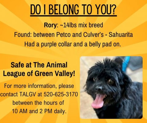 Advertisement, Poster, Dog. Text: DO | BELONG TO YOU? Rory: ~14lbs mix breed Found: between Petco and Culver's - Sahuarita Had a purple collar and a belly pad on. Safe at The Animal League of Green Valley! For more information, please contact TALGV at 520-625-3170 between the hours of 10 AM and 2 PM daily.