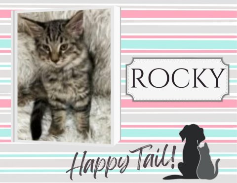 Cat, Dog, Kitten. Text: ROCKY Happy Tail!