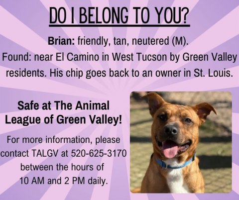 Advertisement, Dog, Poster. Text: DO I BELONG TO YOU? Brian: friendly, tan, neutered (M). Found: near El Camino in West Tucson by Green Valley residents. His chip goes back to an owner in St. Louis. Safe at The Animal League of Green Valley! For more information, please contact TALGV at 520-625-3170 between the hours of 10 AM and 2 PM daily.