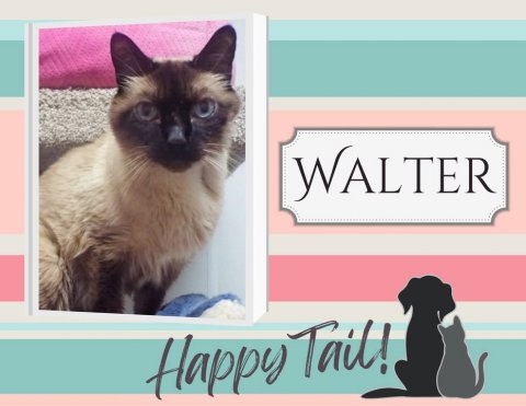 Cat, Mammal, Pet. Text: WALTER Happy Tail!