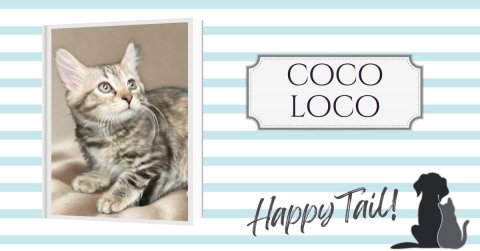Cat, Kitten, Pet. Text: COCO LOCO Happy Tail!