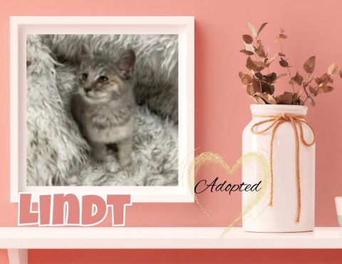 Jar, Cat, Kitten. Text: Adopted LINDT