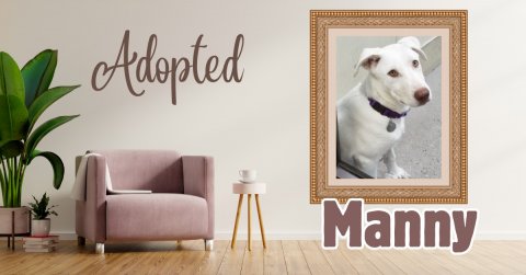 Canvas, Furniture, Dog. Text: Adopted Manny