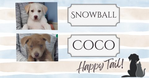 Canine, Dog, Labrador Retriever. Text: SNOWBALL COCO Happy Tail!