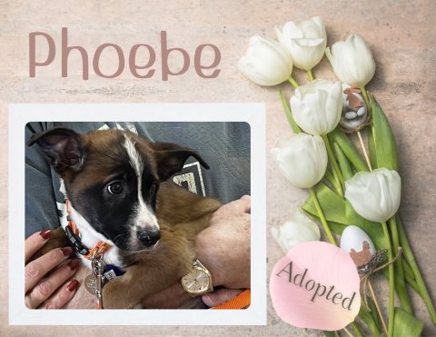 Greeting Card, Mail, Dog. Text: Phoebe Adopted