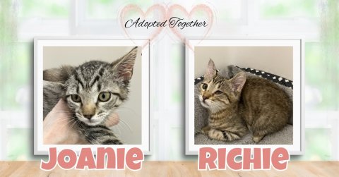 Cat, Kitten, Pet. Text: Adopted Together RICHIE