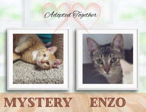 Cat, Kitten, Pet. Text: Adopted Together MYSTERY ENZO