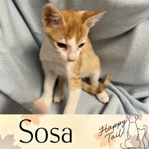 Cat, Kitten, Abyssinian. Text: Sosa Happy Tail!