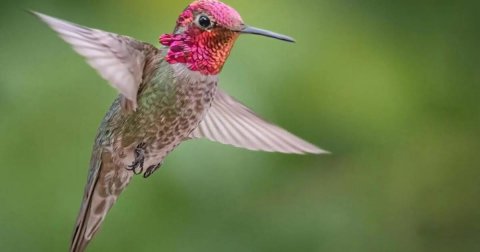 Animal, Bird, Hummingbird.