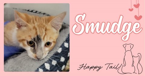 Greeting Card, Cat, Kitten. Text: Happy Tail