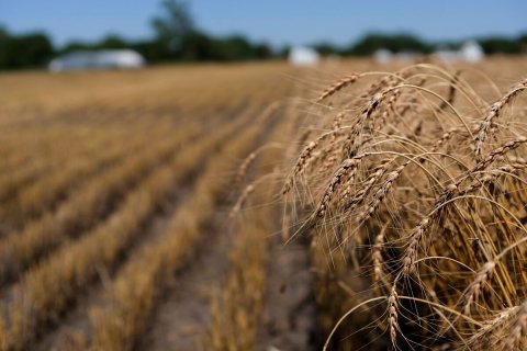 Agriculture, Field, Vegetation.