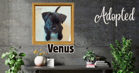 Potted Plant, Jar, Planter. Text: Adopted Venus